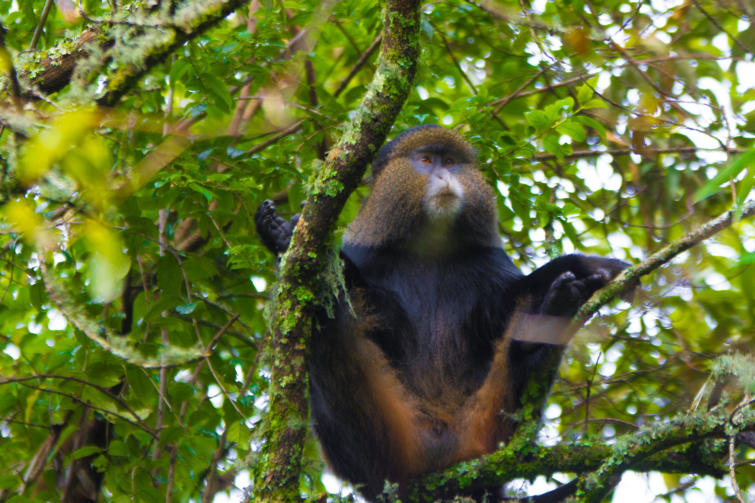 Golden Monkeys & Other Primates