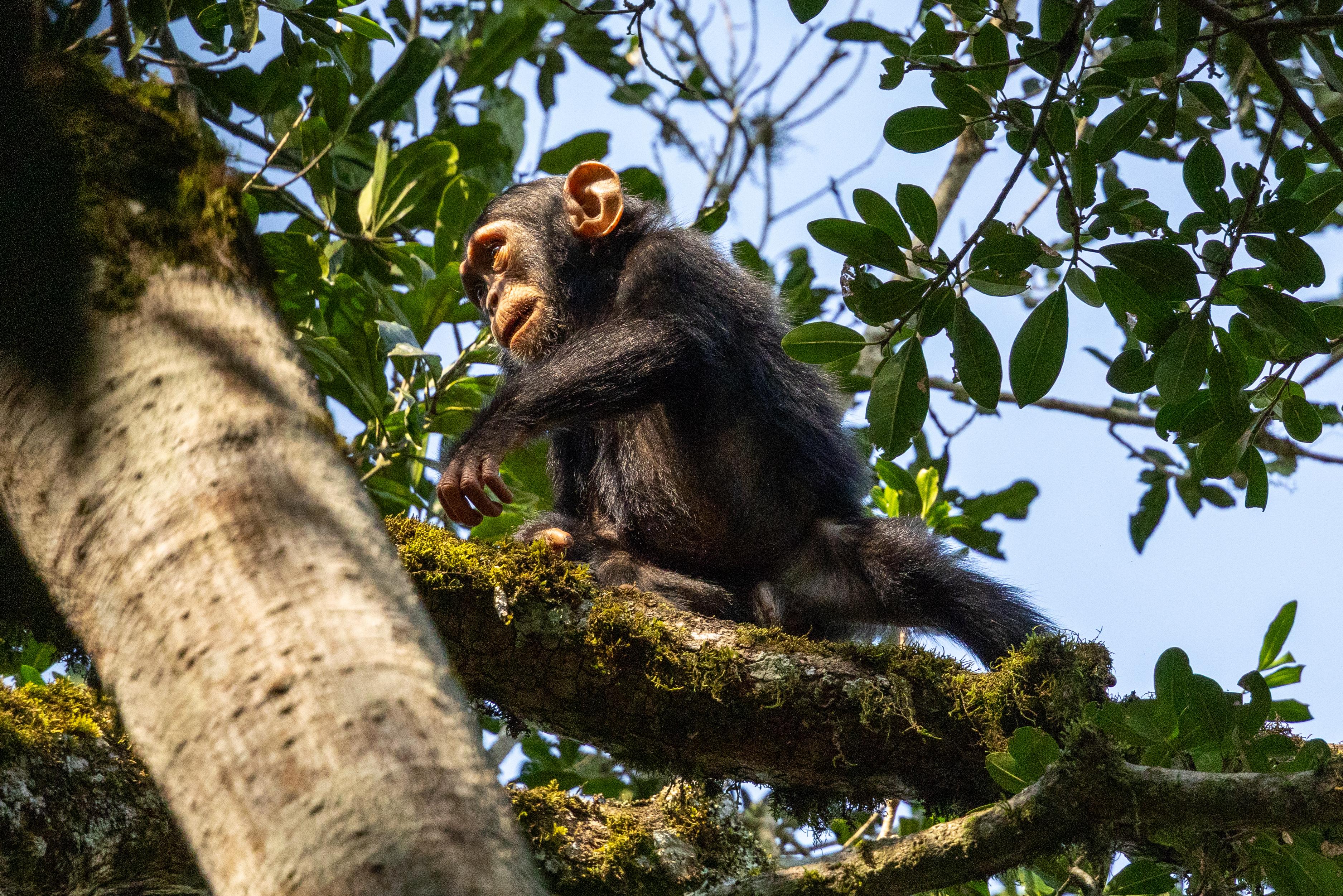 Golden Monkeys & Other Primates
