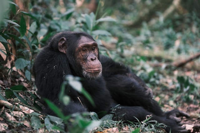 A Day in the Life of a Chimpanzee Family in Kibale