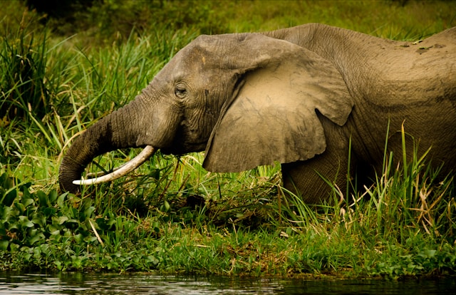 10 Reasons to Visit Uganda Before Everyone Else Does