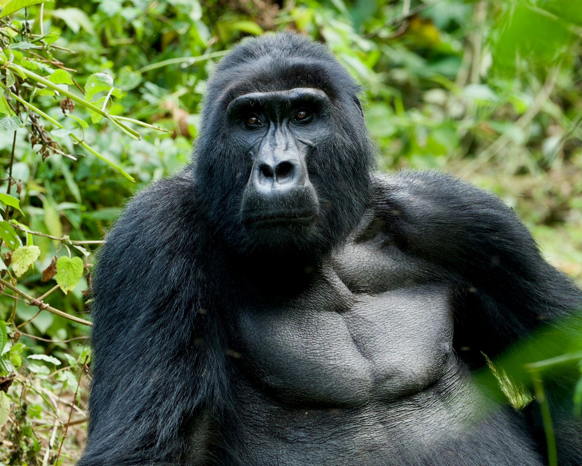 Tracking Giants: My First Encounter with Mountain Gorillas in Bwindi