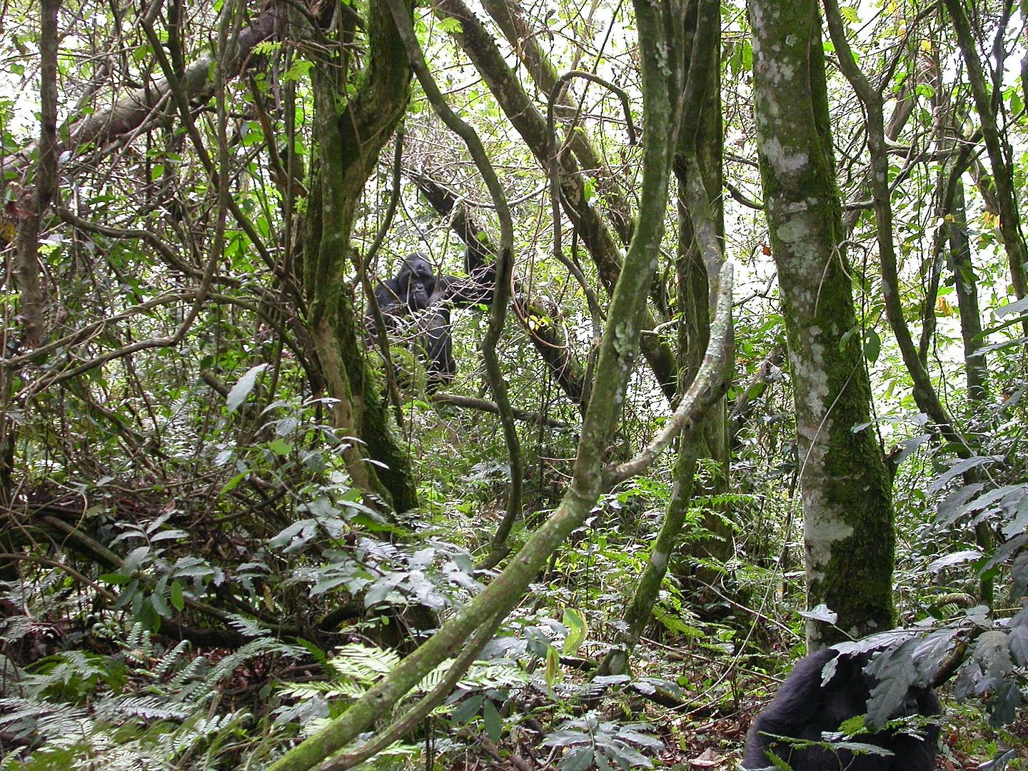 Tour: 3 day Ape safari to Bwindi Impenetrable Forest National park or Mgahinga Gorilla National Park