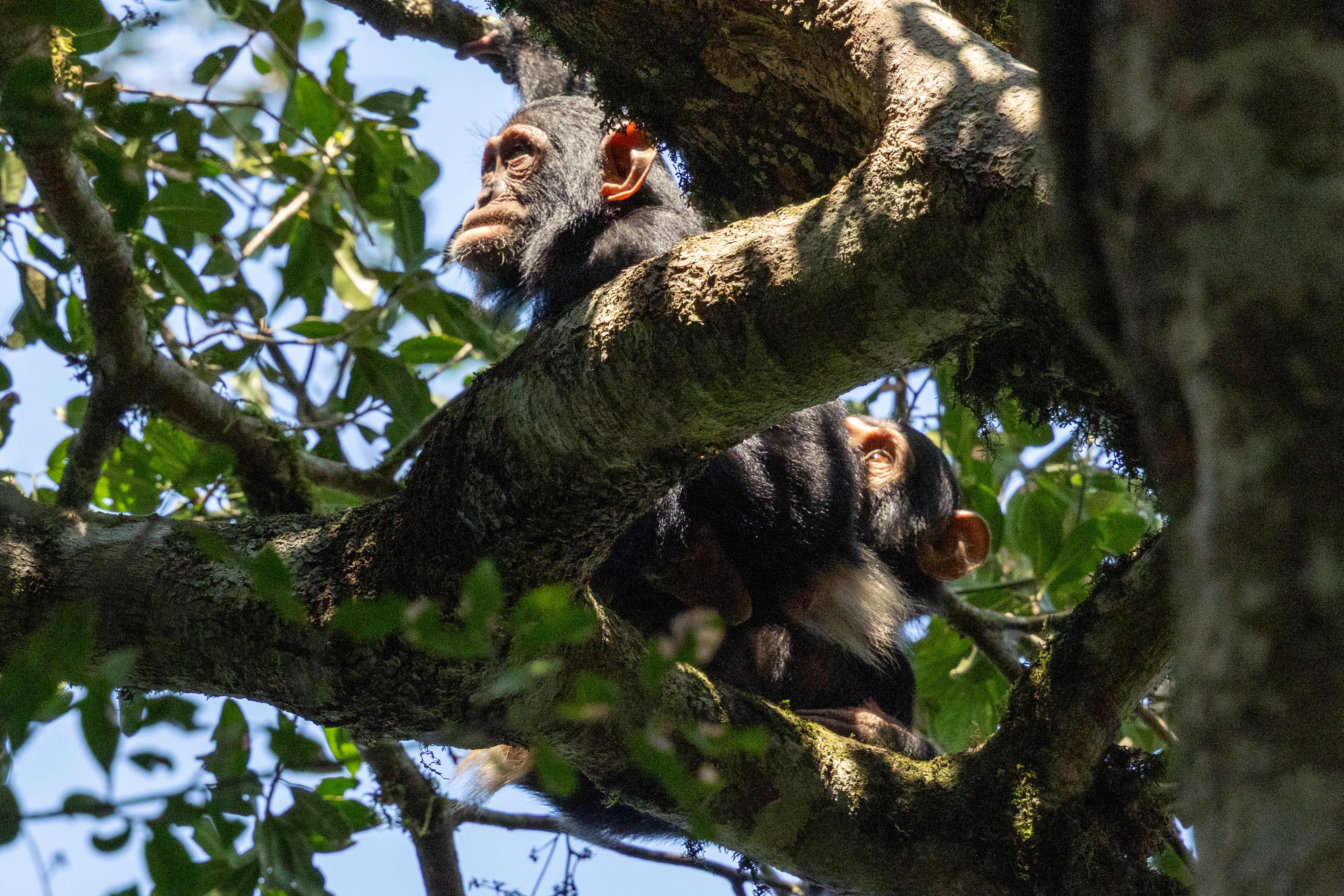 Tour: 3 day Ape safari to Bwindi Impenetrable Forest National park or Mgahinga Gorilla National Park