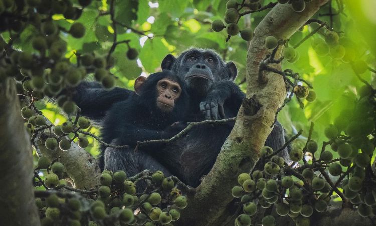 Tour: 5 day Primates safari to Bwindi Impenetrable Forest National park & Kibale Forest national Park