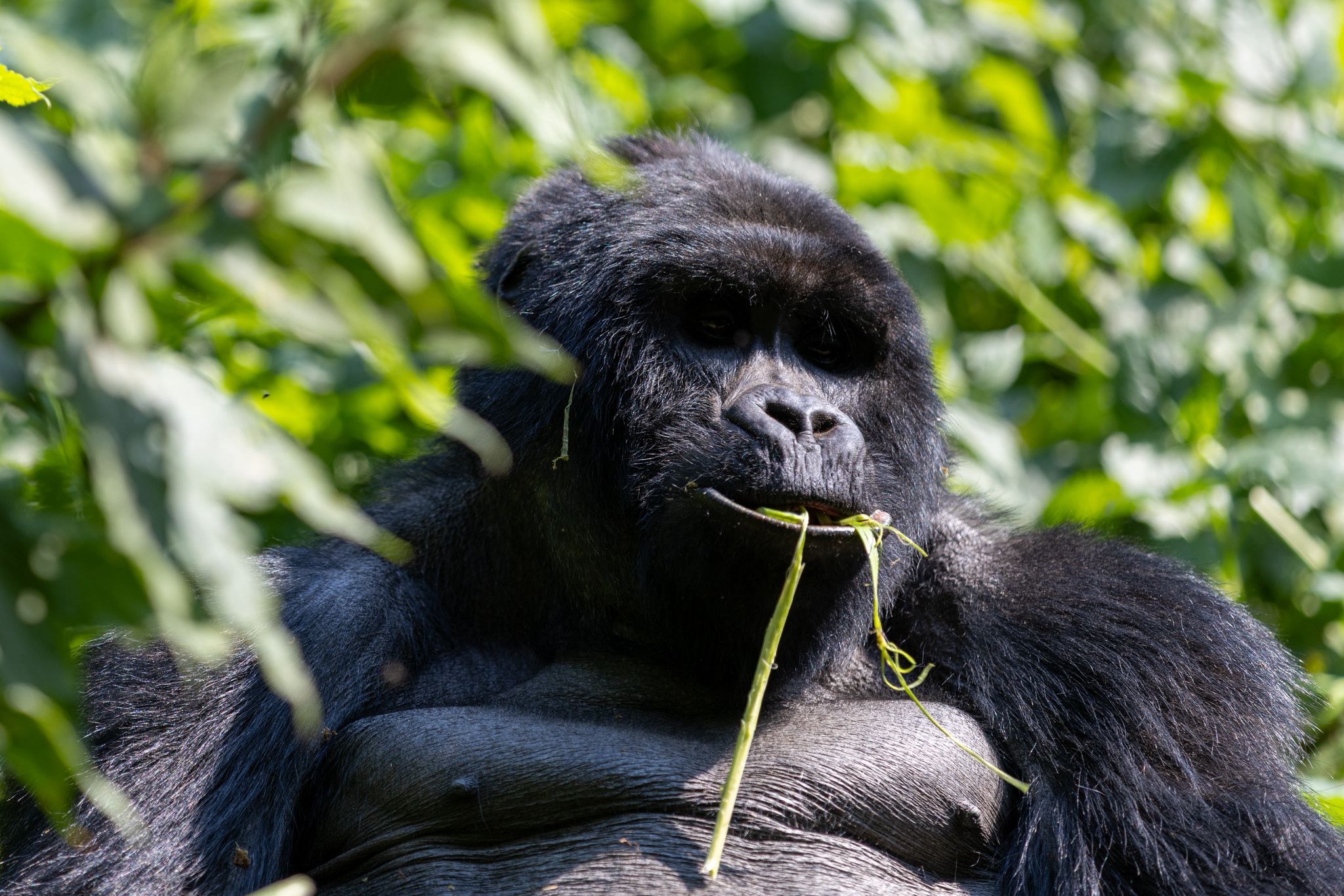 Tour: 5 day Primates safari to Bwindi Impenetrable Forest National park & Kibale Forest national Park