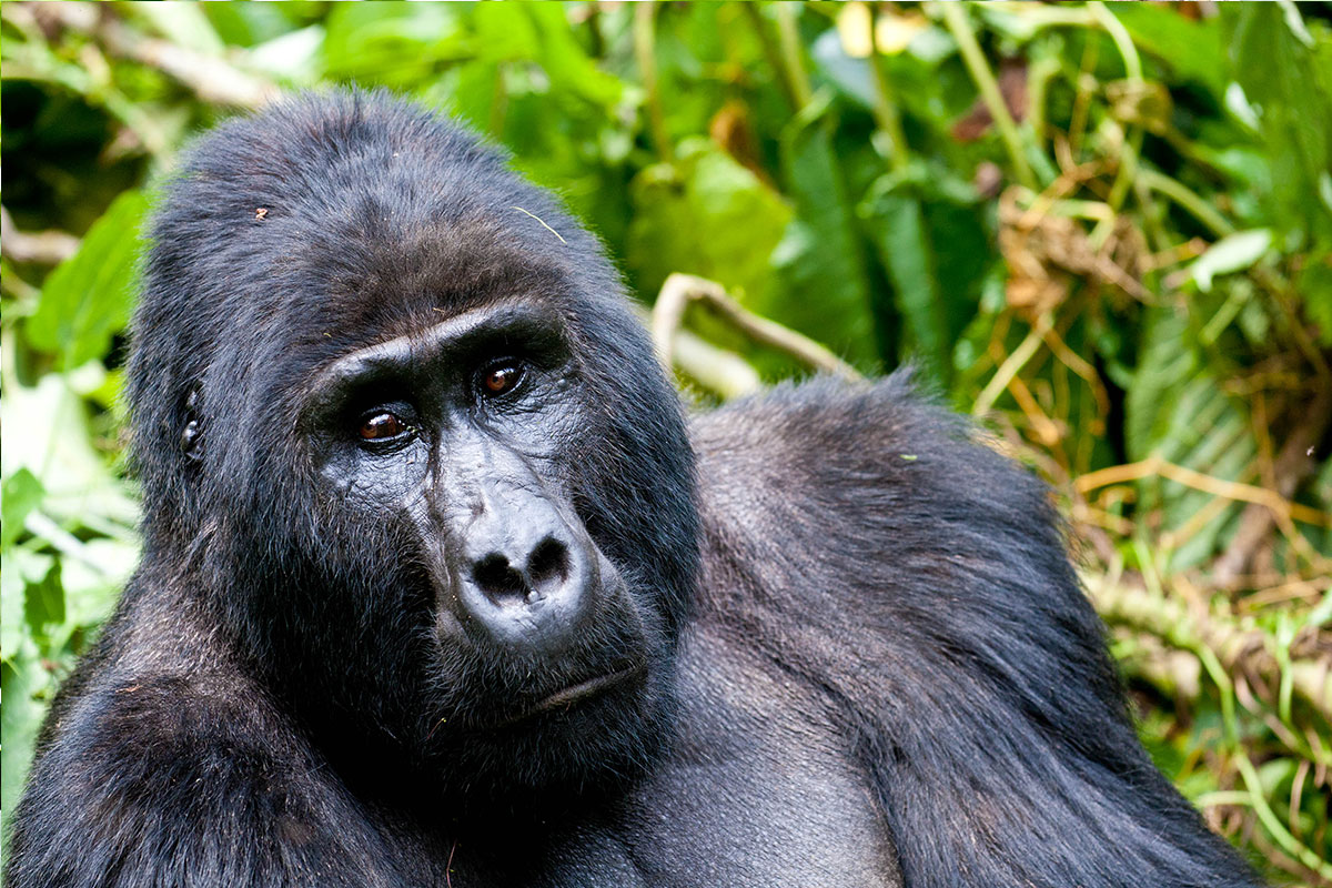 Tour: 4 day Apes safari to Bwindi Impenetrable Forest National park & Kibale Forest national Park
