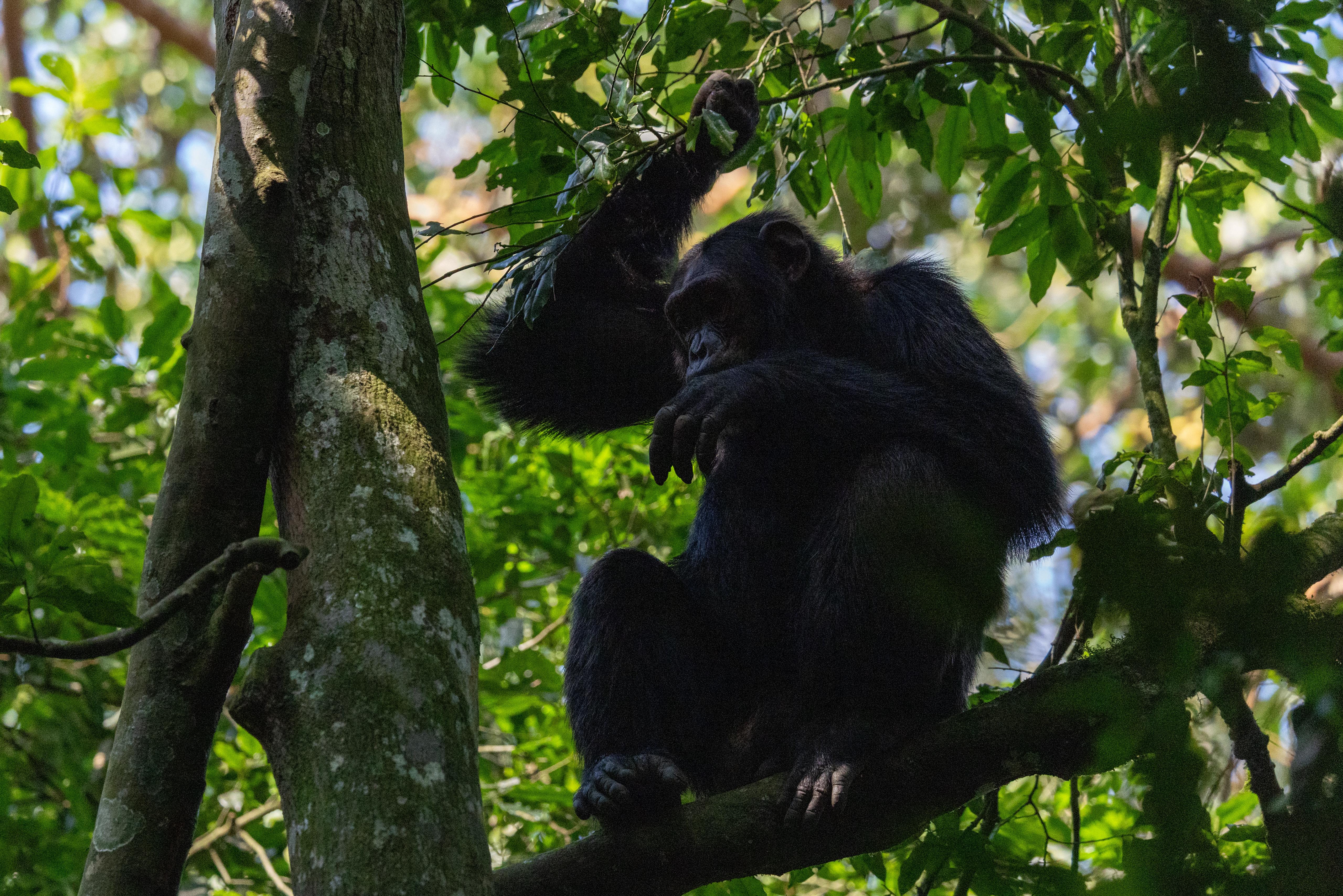 Tour: 4 day Apes safari to Bwindi Impenetrable Forest National park & Kibale Forest national Park
