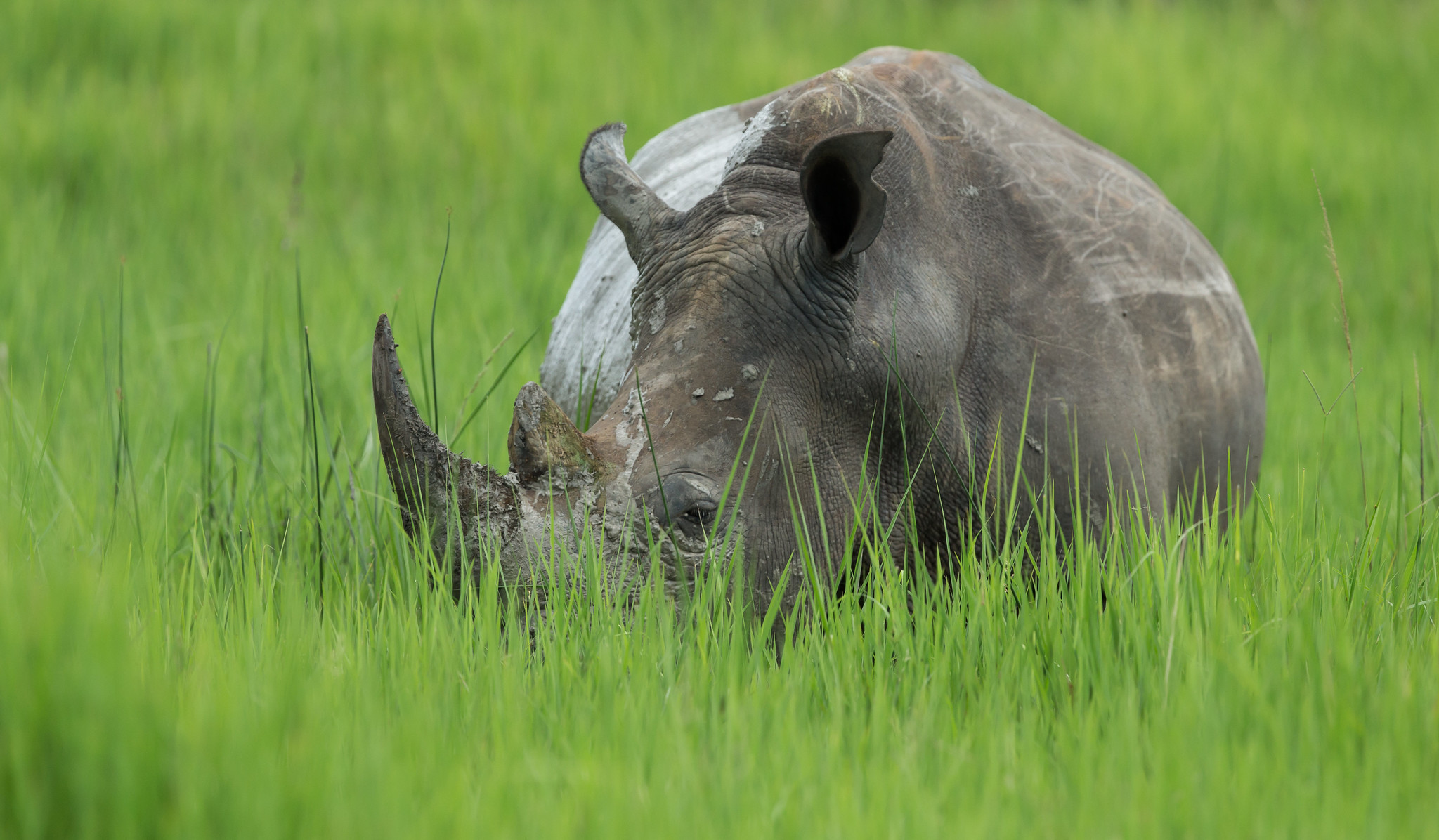 Tour: 10 Days 9 Nights Uganda safari The Highlights
