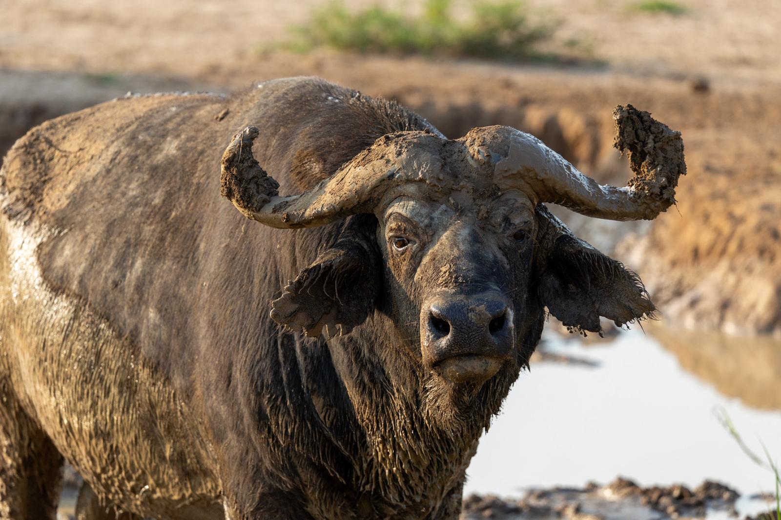 Tour: 7 Days Safari